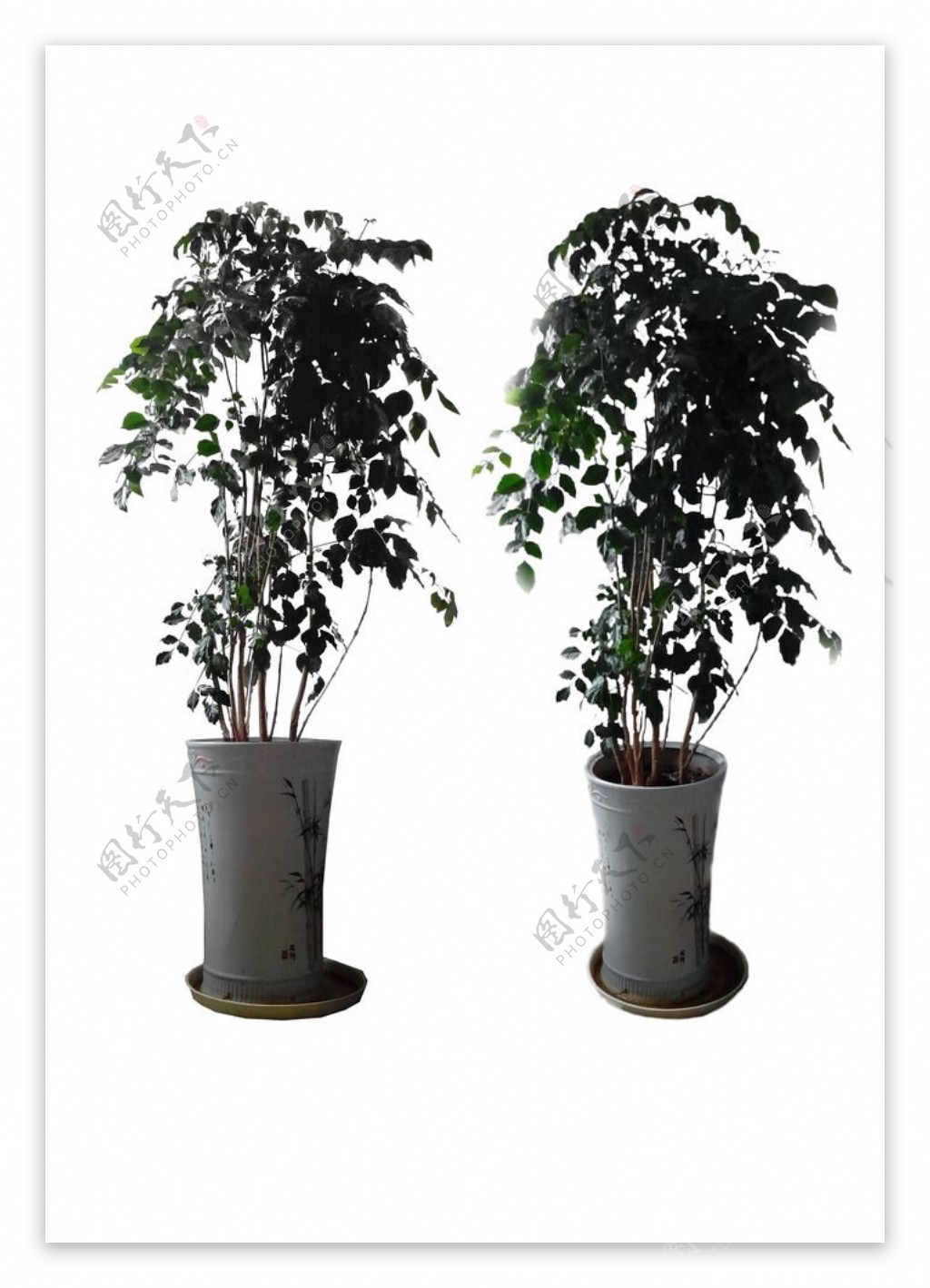 室内绿色盆栽植物图片