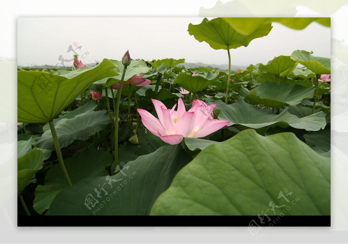 台南白河蓮花攝影图片