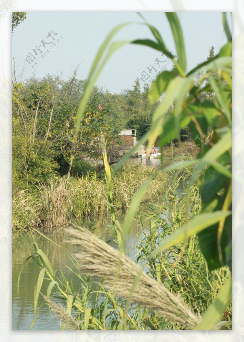 西溪湿地景色湖面植物图片