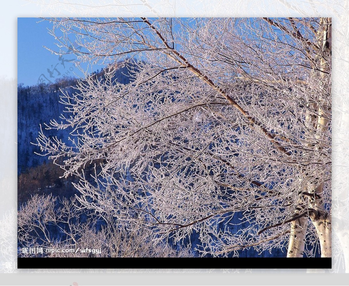 白色冬景树枝落雪的树枝图片