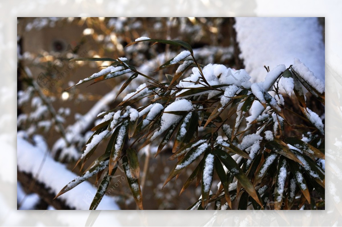 雪挂竹叶图片