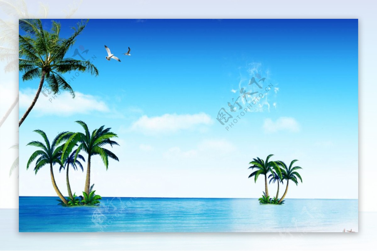 海岛椰子树图片