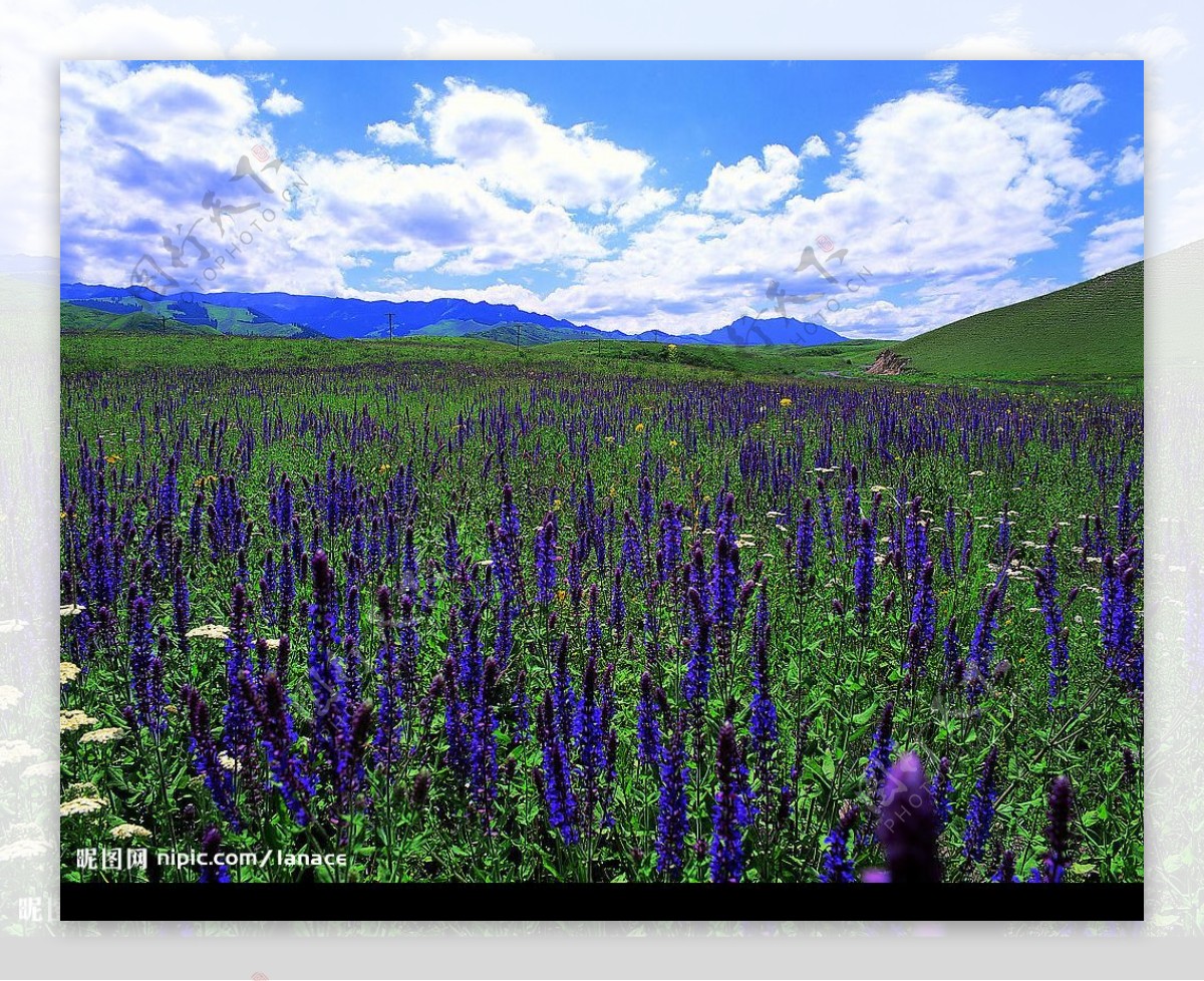 乌鲁木齐南山鼠尾花图片