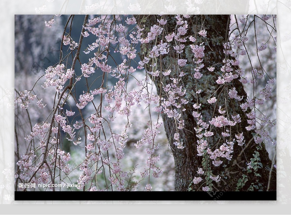 樱花林图片
