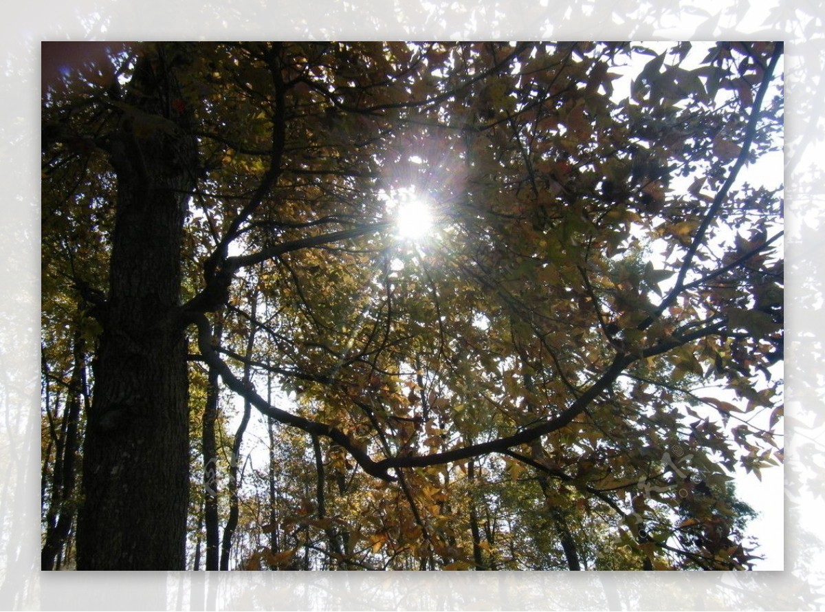 枫叶林中的一缕阳光图片