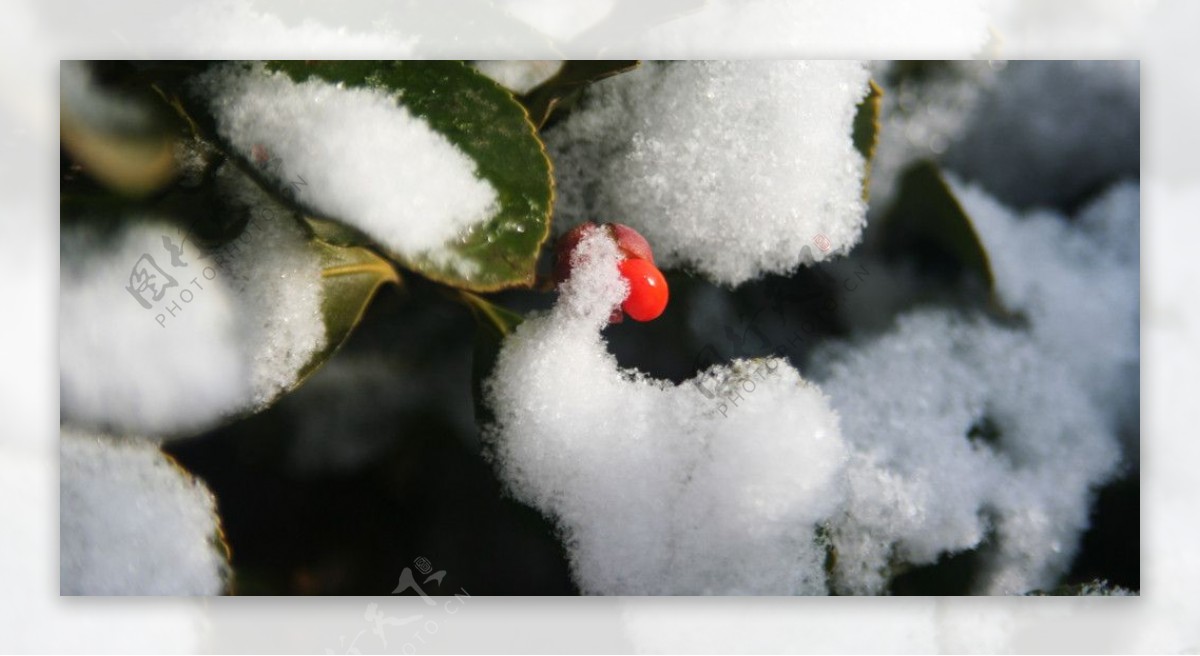 雪中红果图片