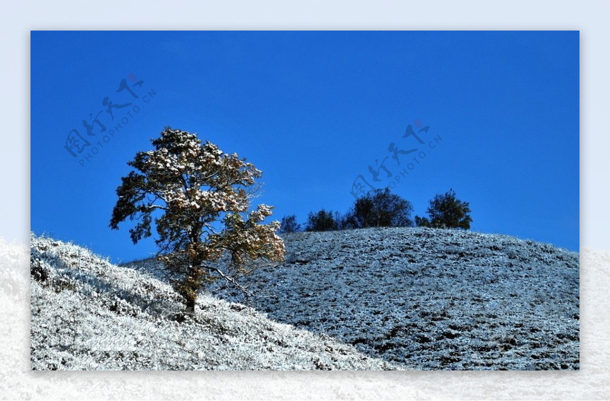 雪山之树图片