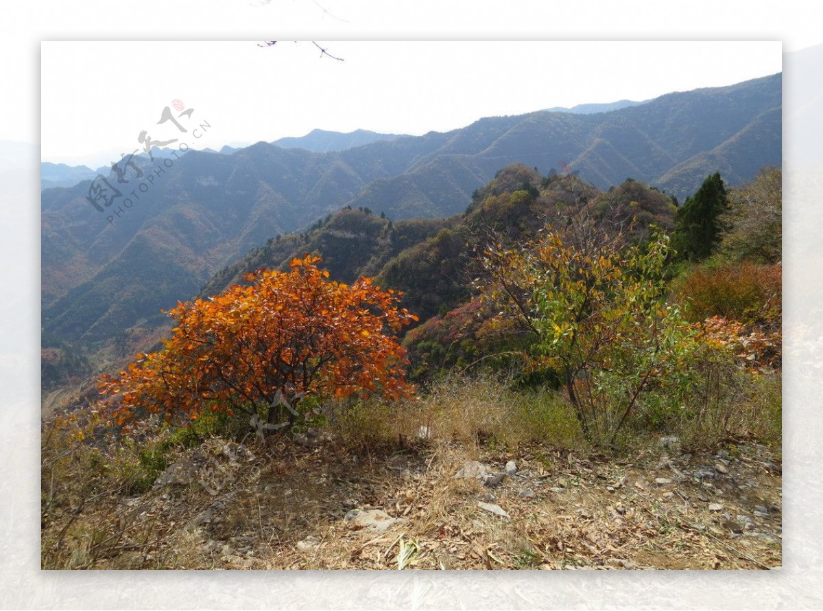 仙台山秋色图片