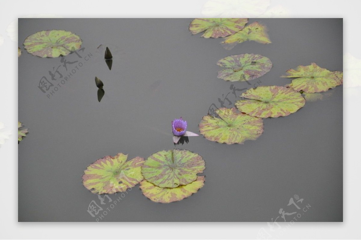 池塘小紫荷图片