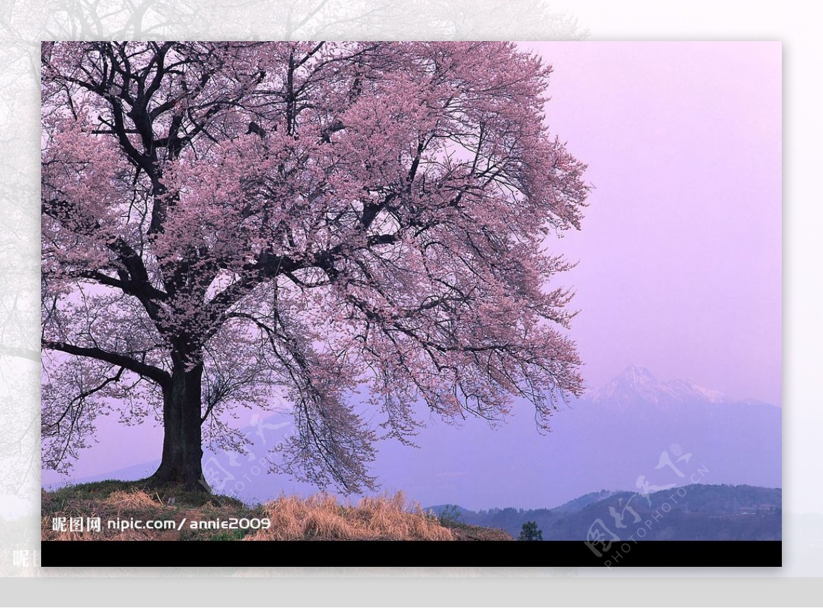 紫色天空下的大树图片