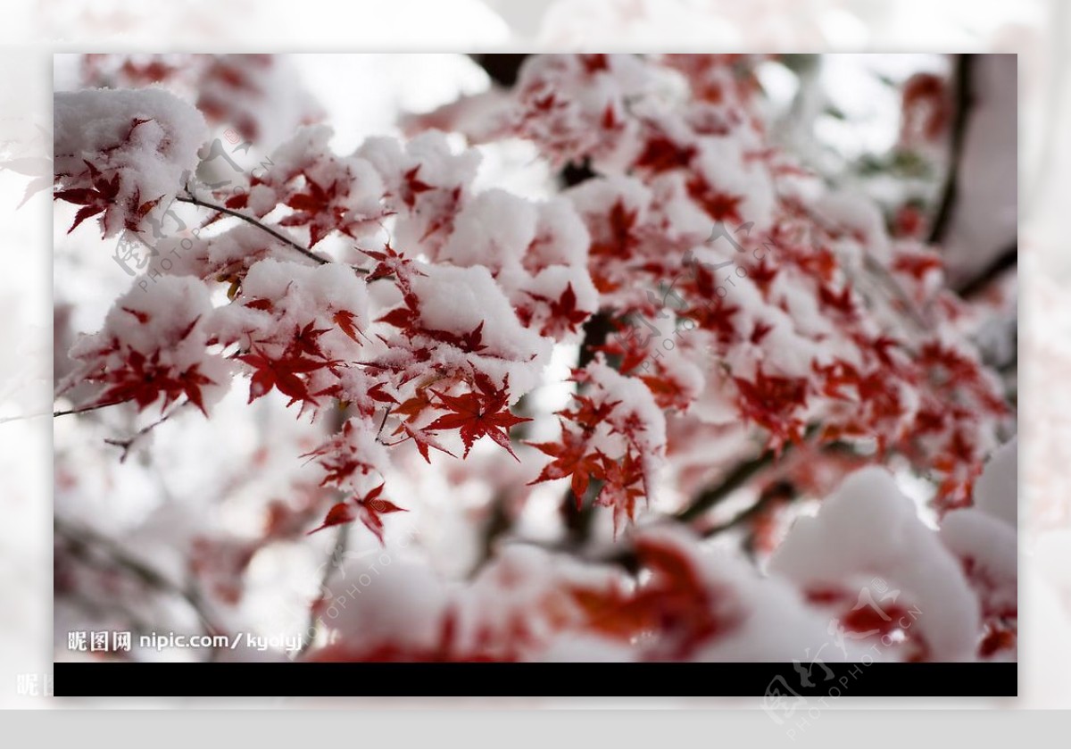 雪中散落的枫叶图片