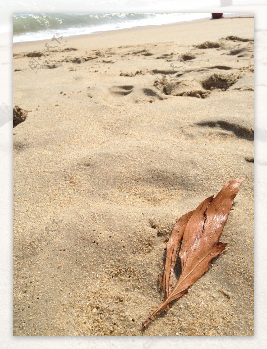 沙滩树叶图片