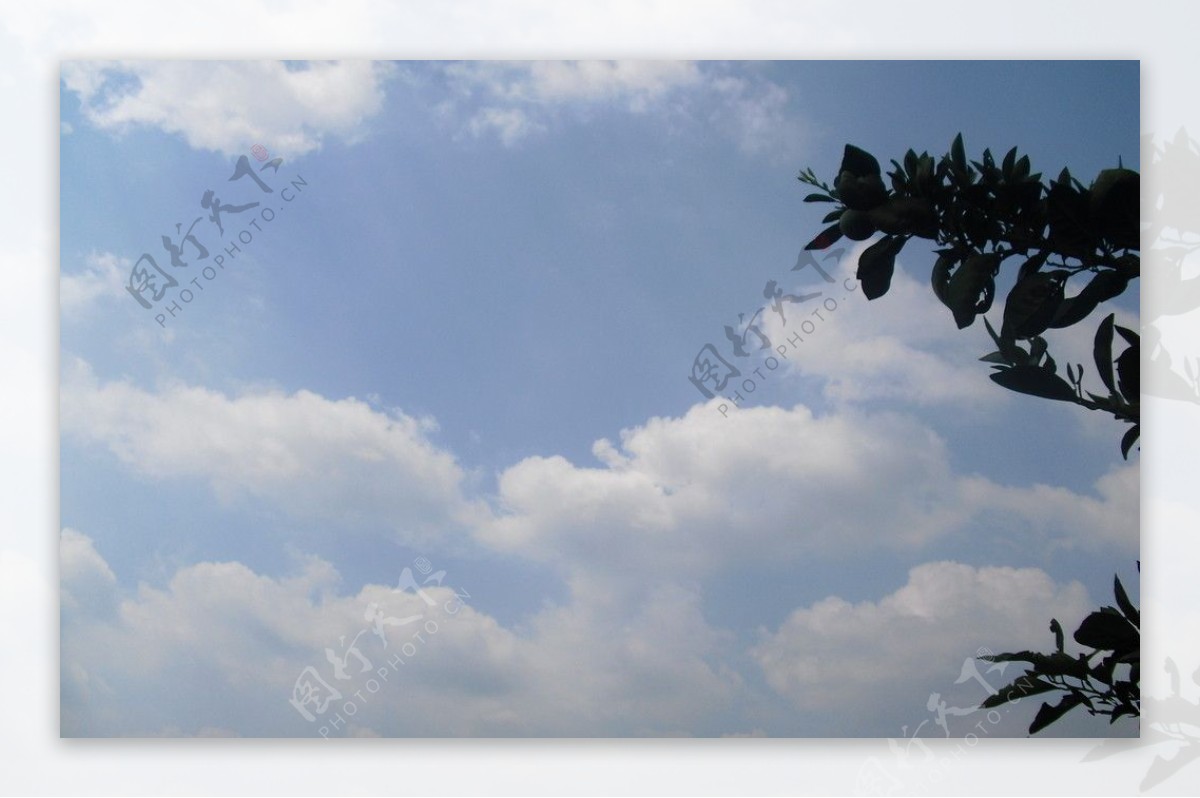 天空浩瀚树枝树叶纯净天空图片