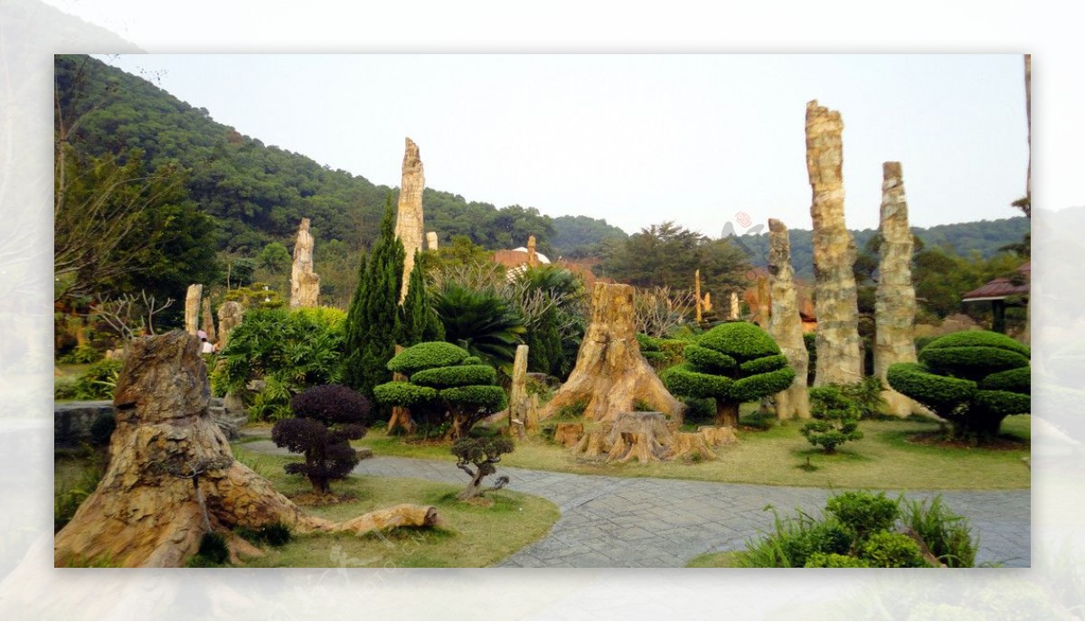 深圳仙湖化石森林图片