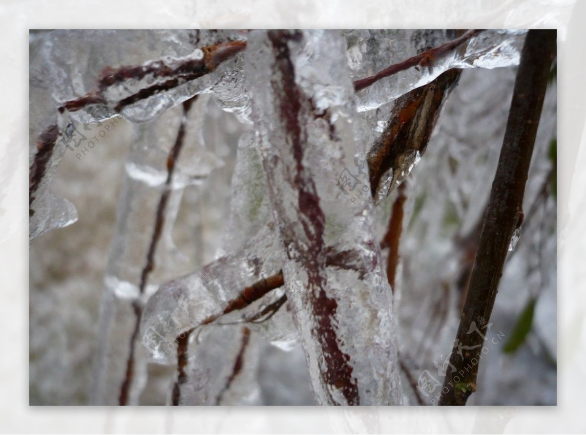 冰冻的树枝图片