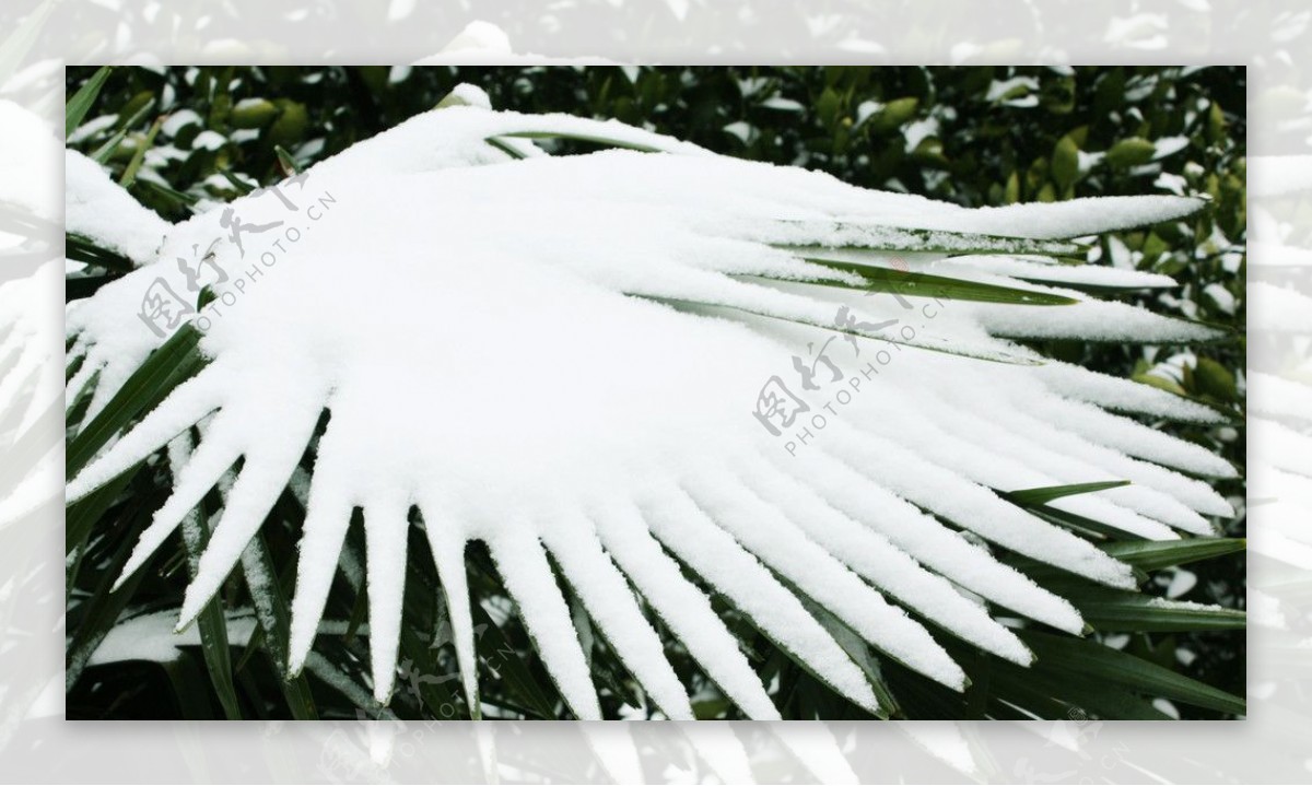 雪之翼图片