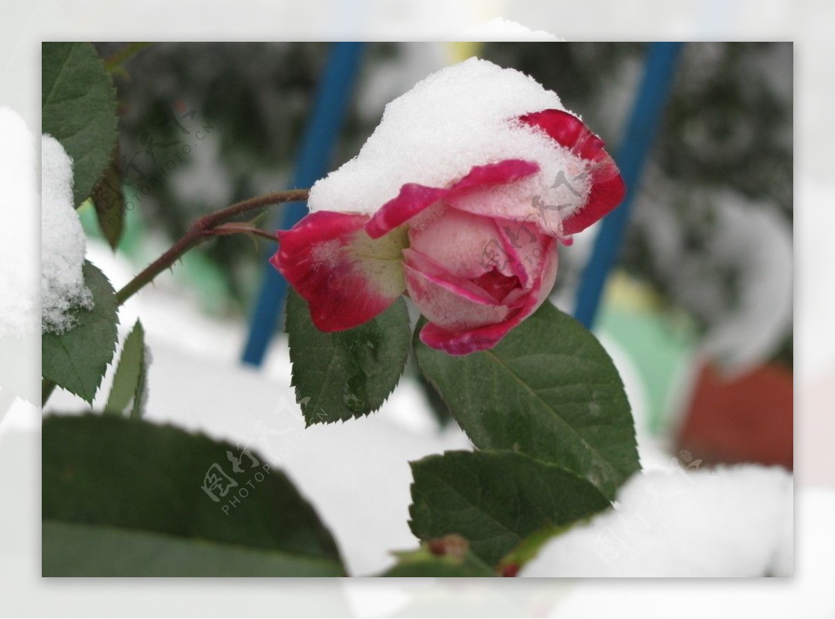 春雪红花图片