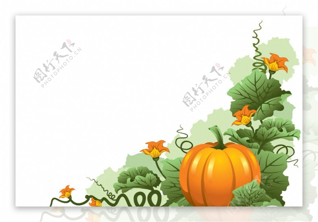 秋天的南瓜背景图片
