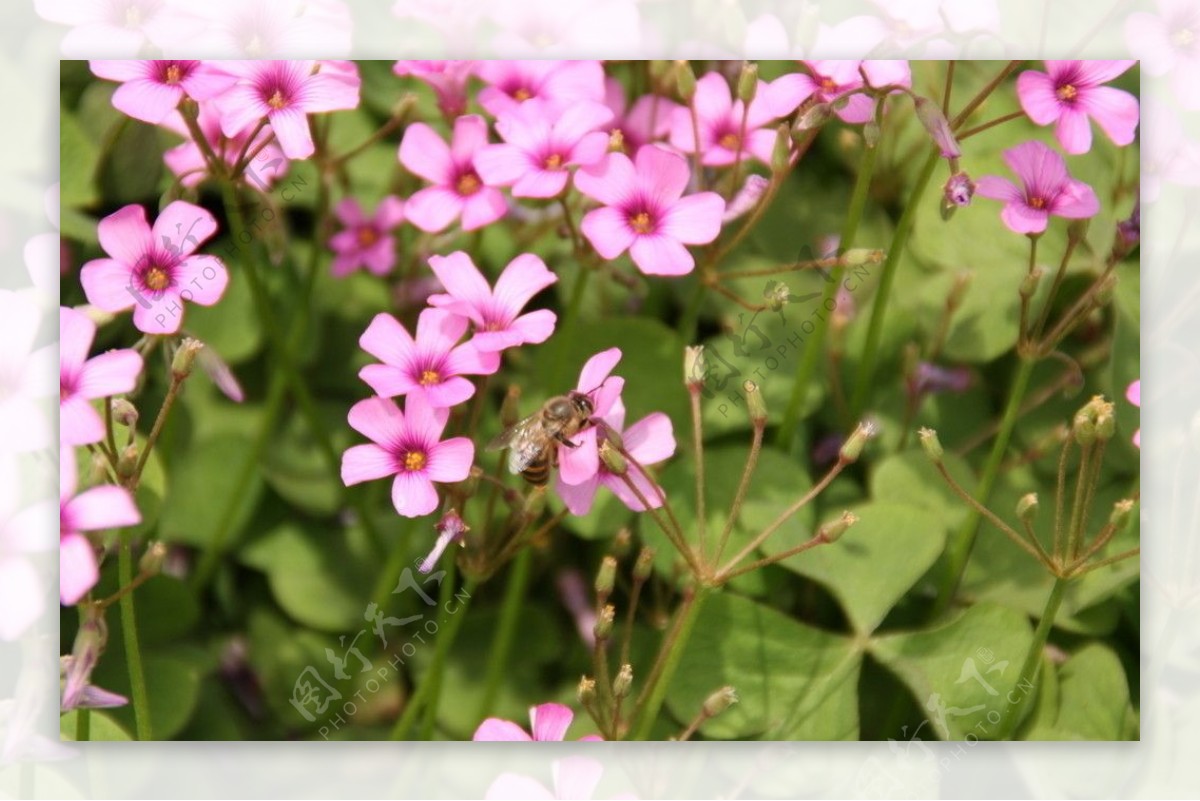 红花蜜蜂图片