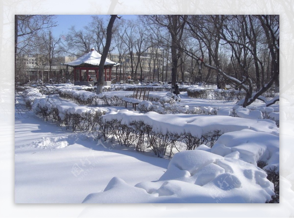 春雪图片