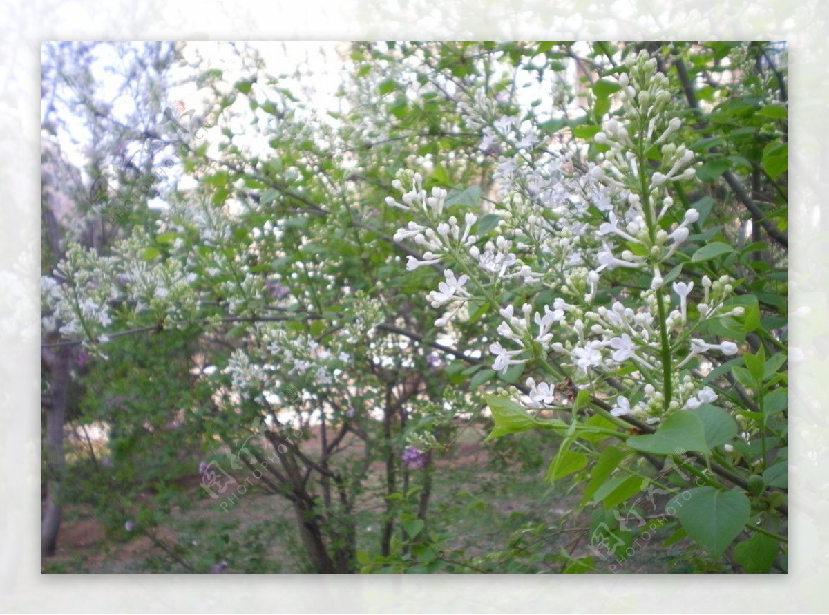 春天里的花图片