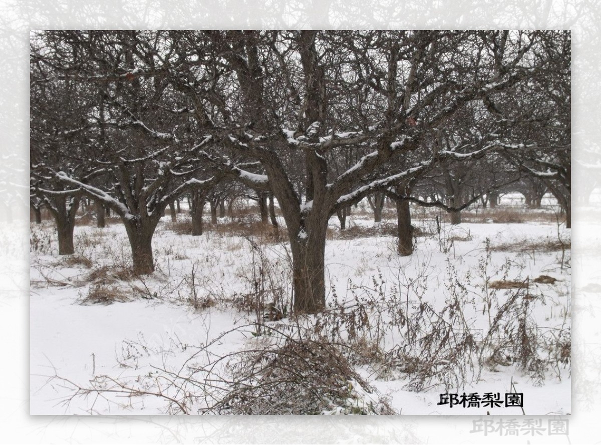 梨园雪景图片