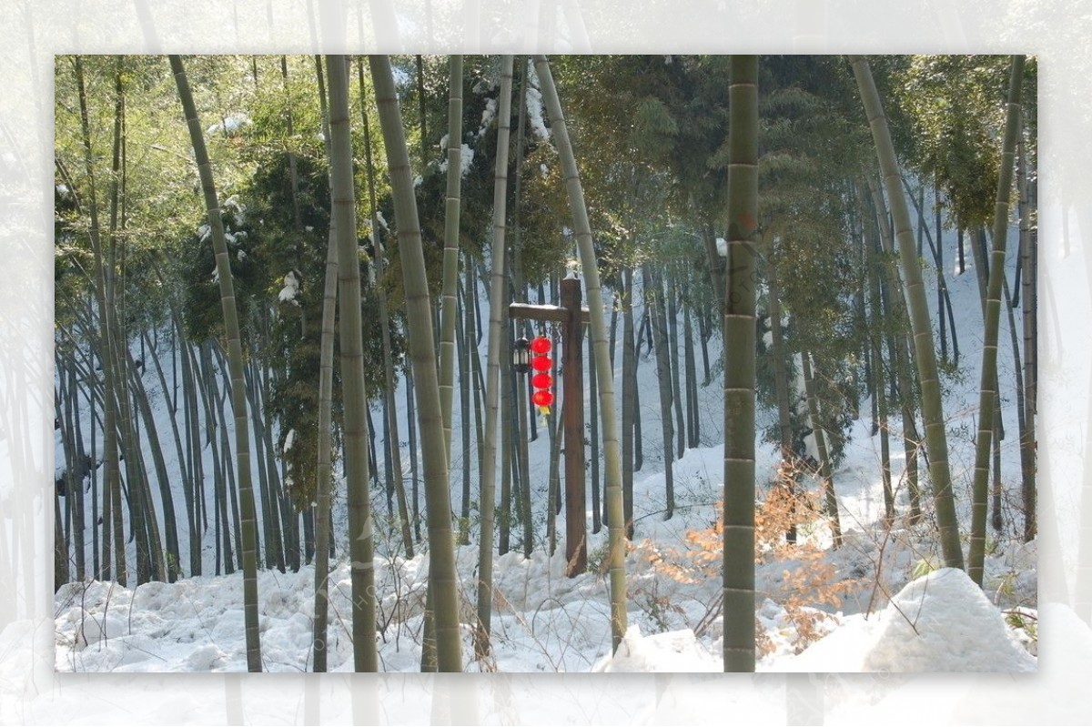 竹海雪景图片