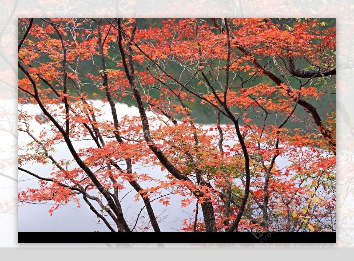 秋天红叶树图片