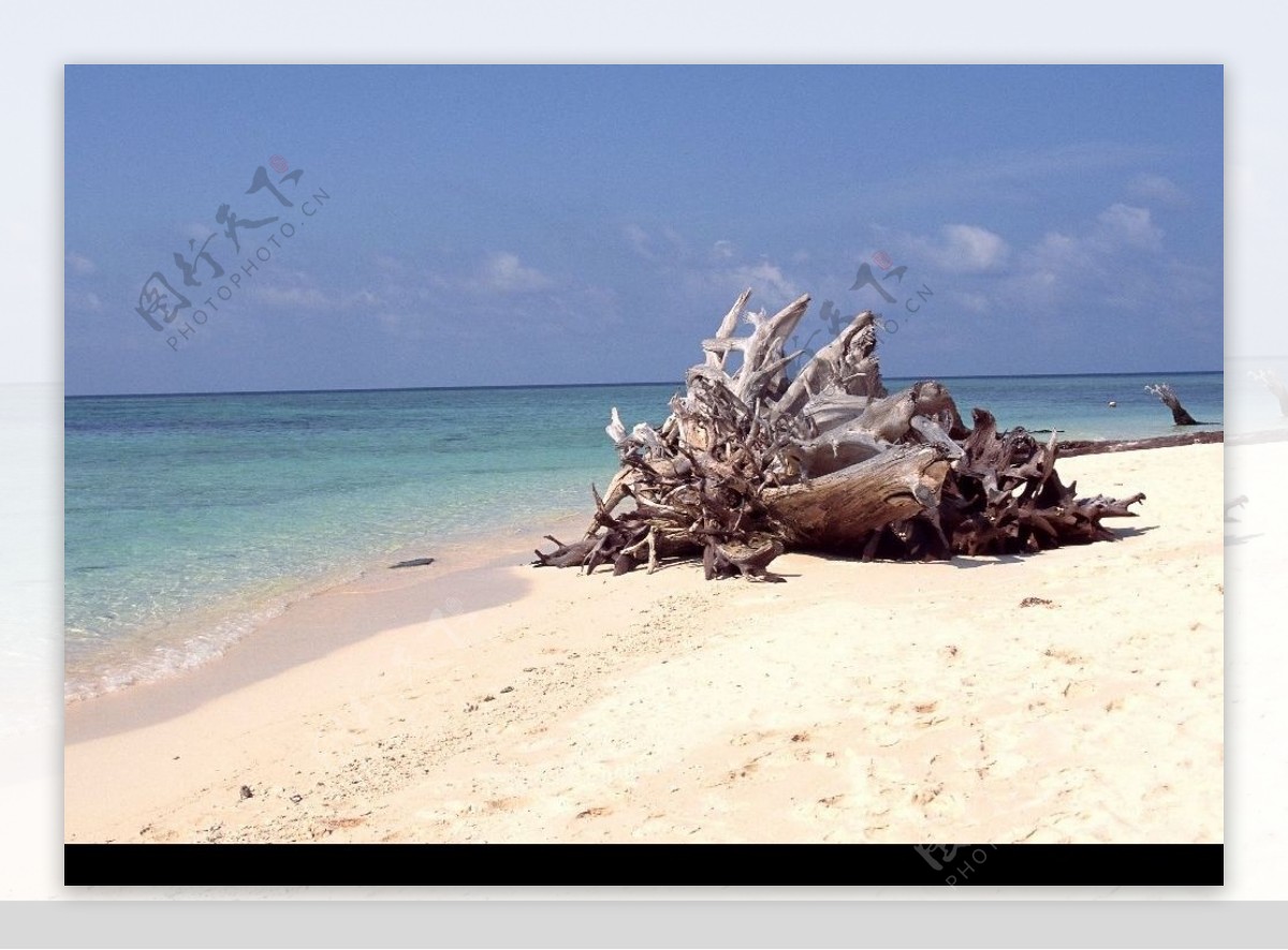 海滩上的树根图片