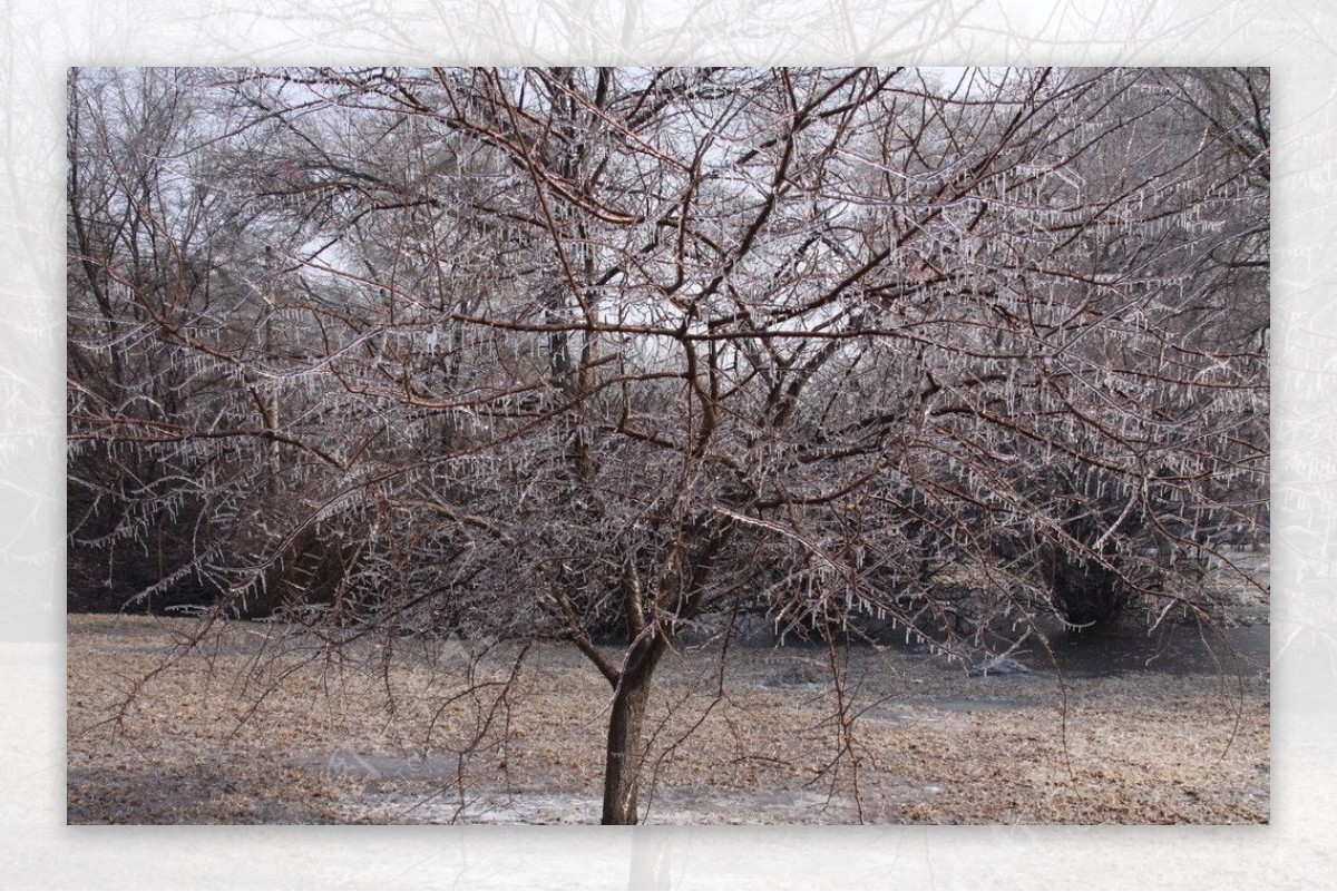 春节后冰树图片