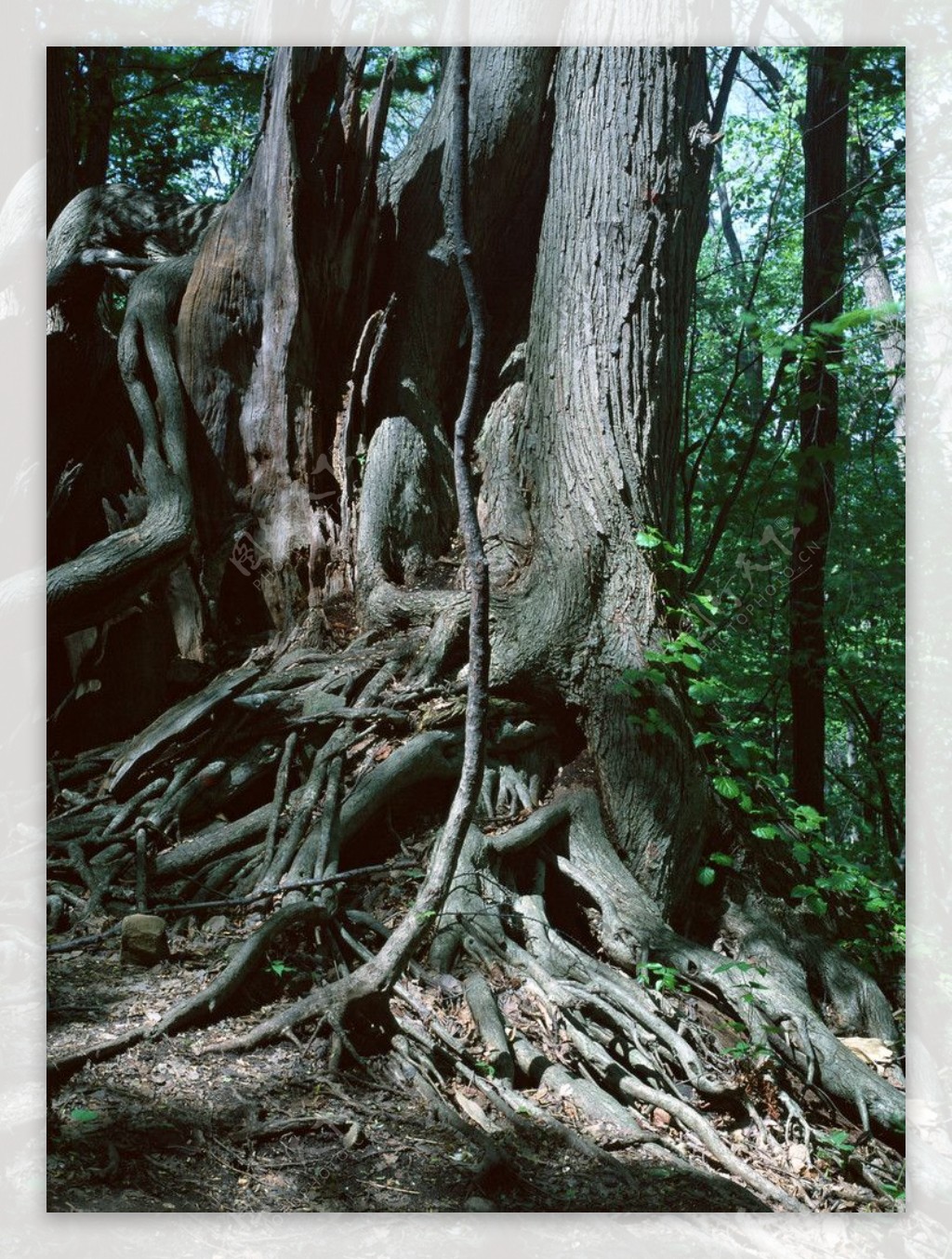 古树树根图片