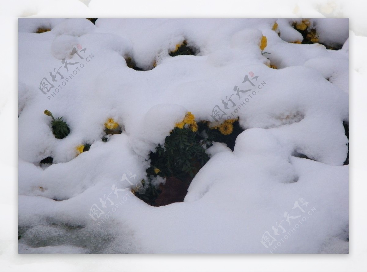 倔强的雪后黄花图片