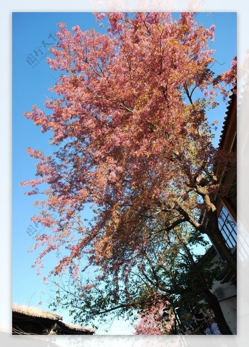 红花树图片