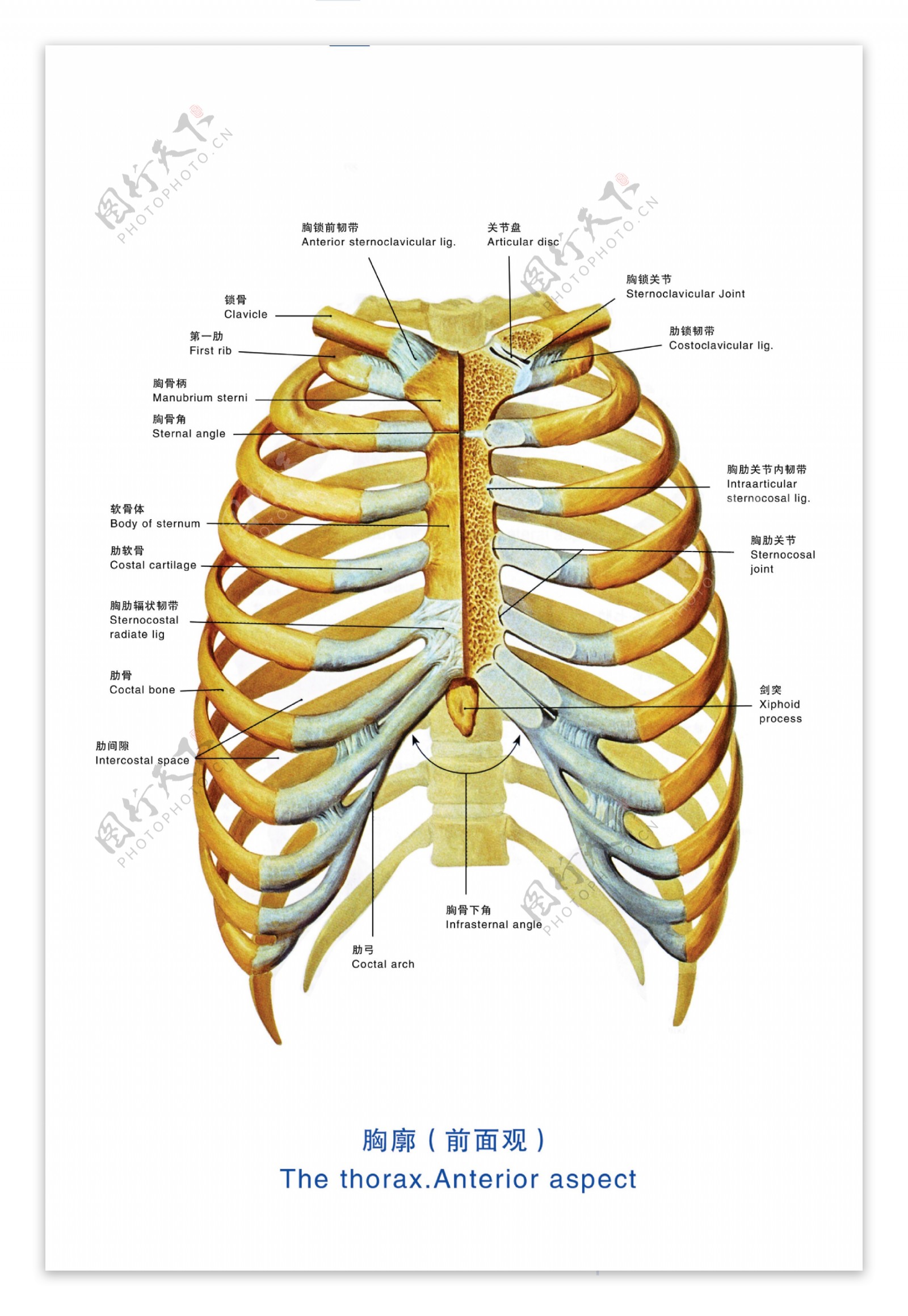 胸廓图片