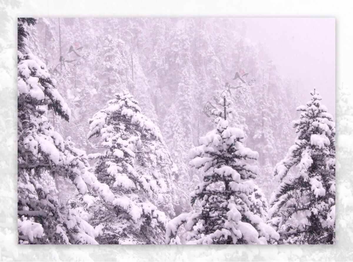 松树雪景图片