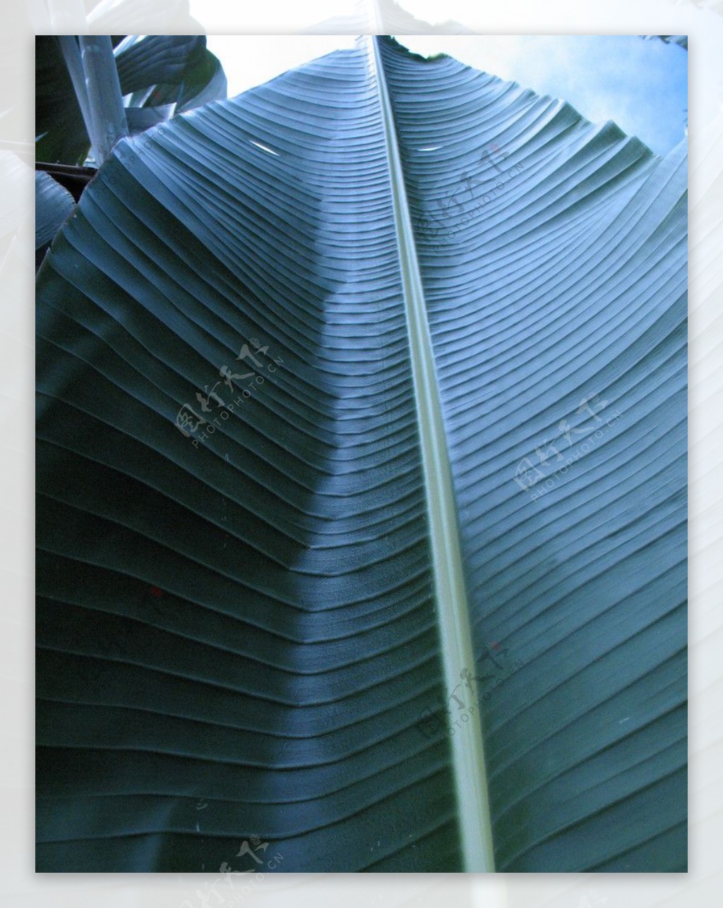 热带树香蕉树图片