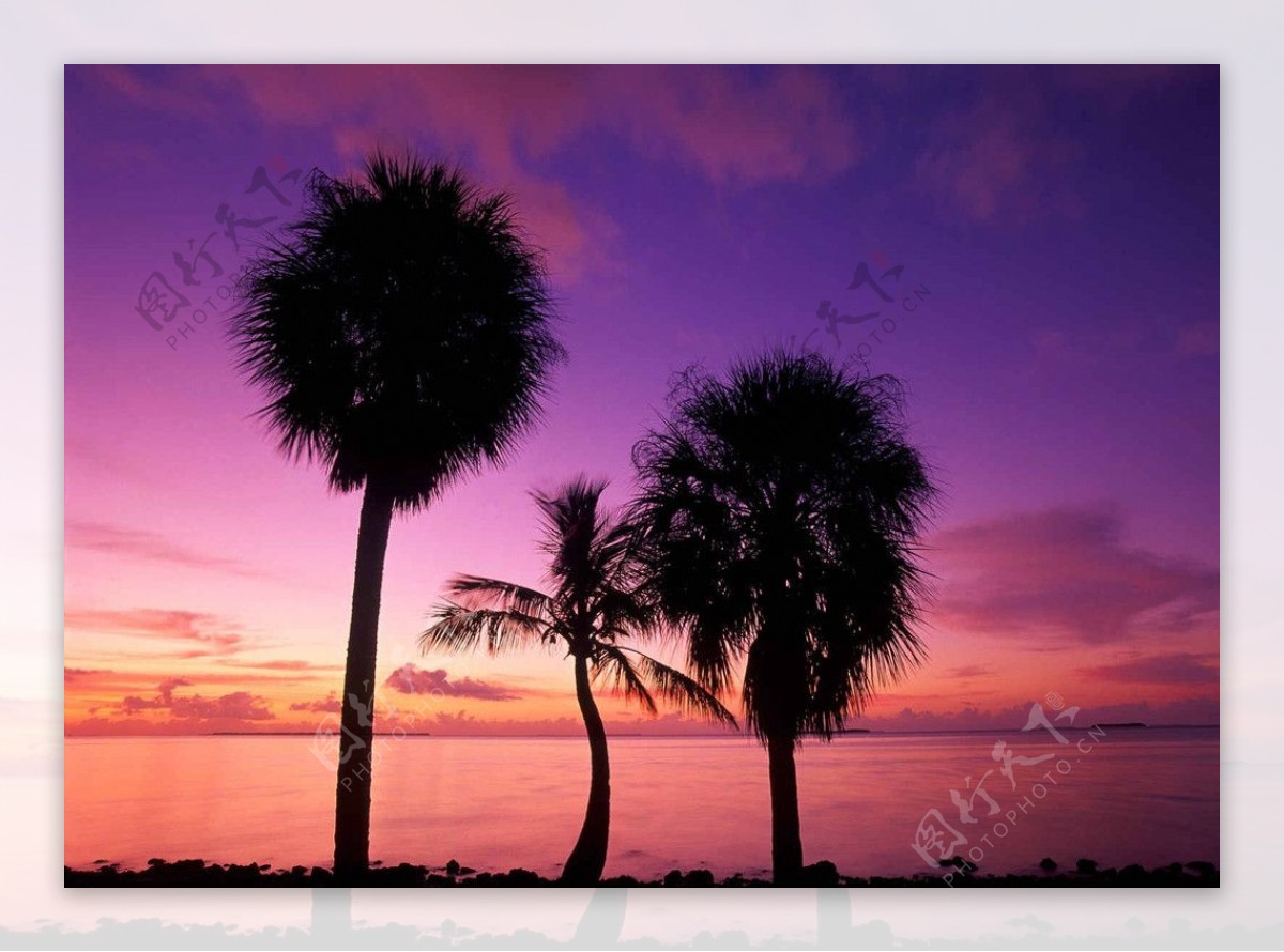 大海自然椰树日出日落图图片