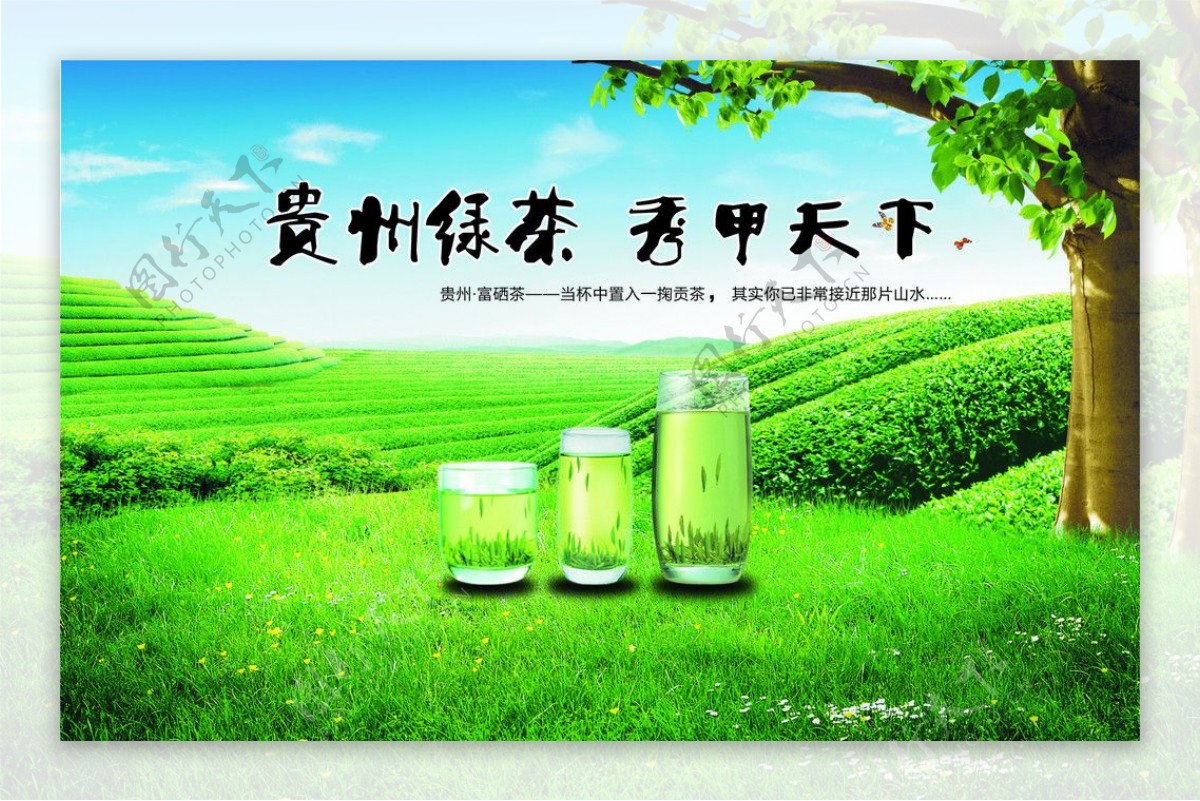 贵州绿茶图片