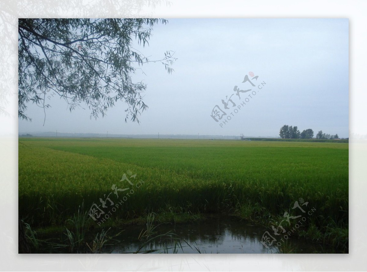 家乡绿油油稻田图片