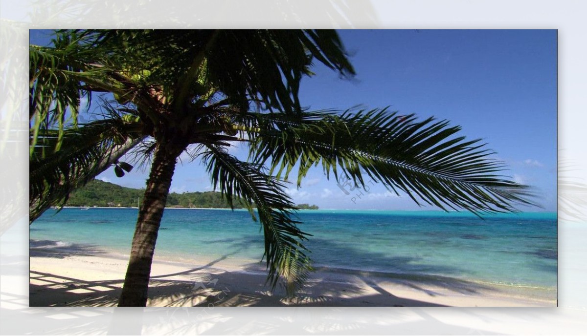 椰树海边图片