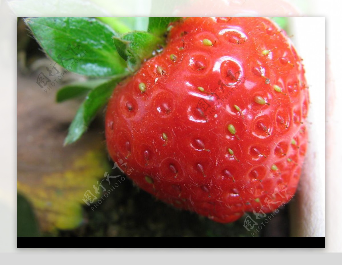 从吃剩的草莓种子开始种草莓是一种怎样的体验 - 知乎