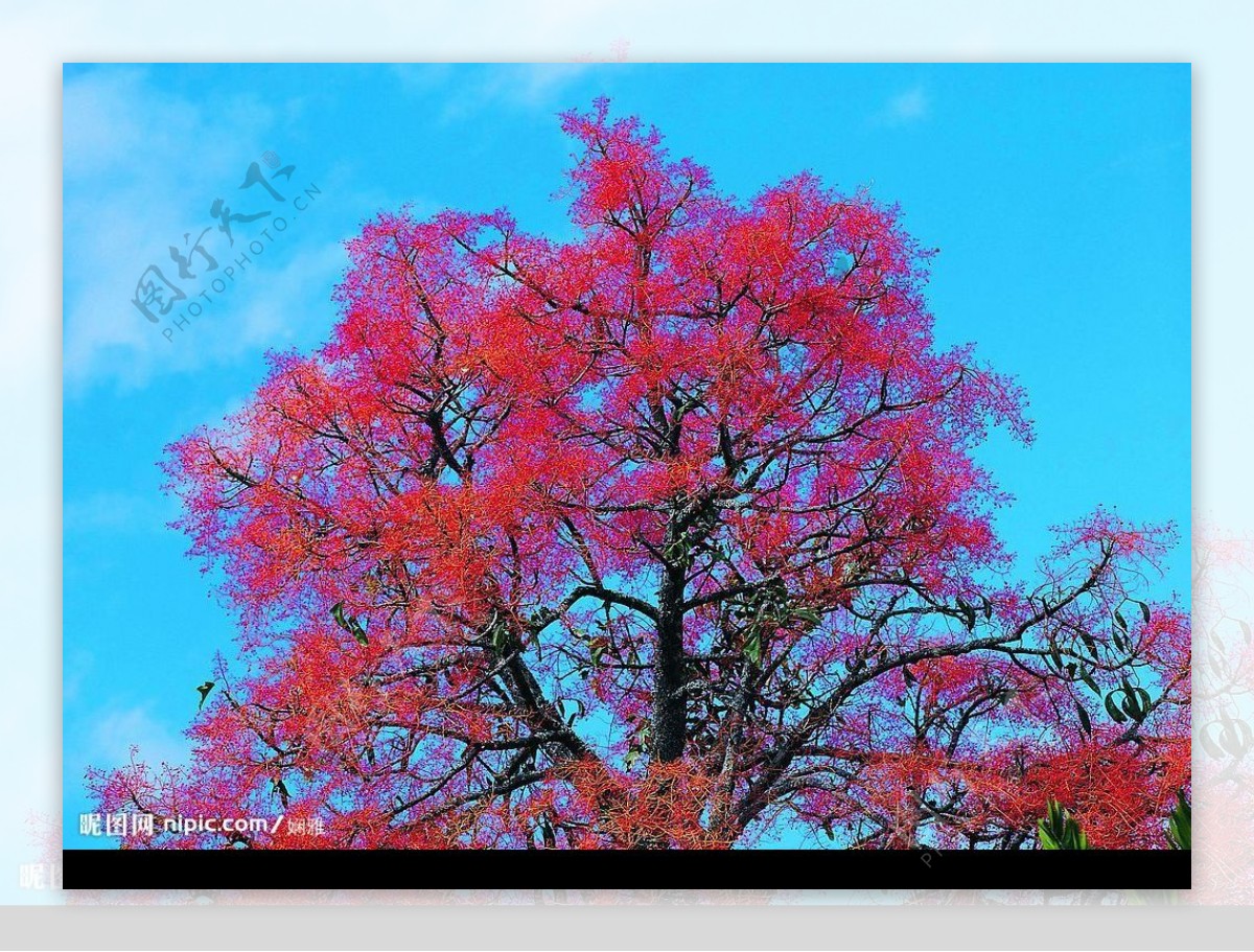 红树图片
