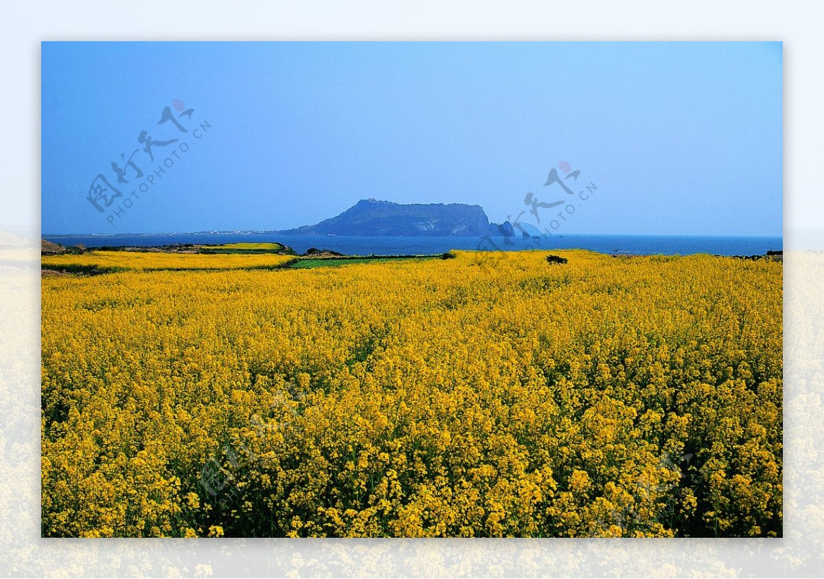 海岸黄花图片