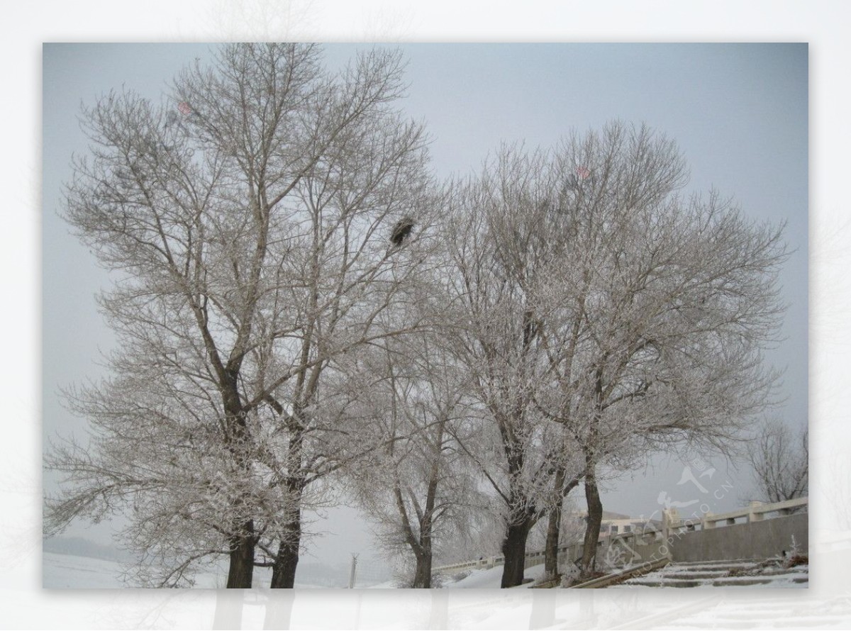 鹤城雾松江岸的大树图片