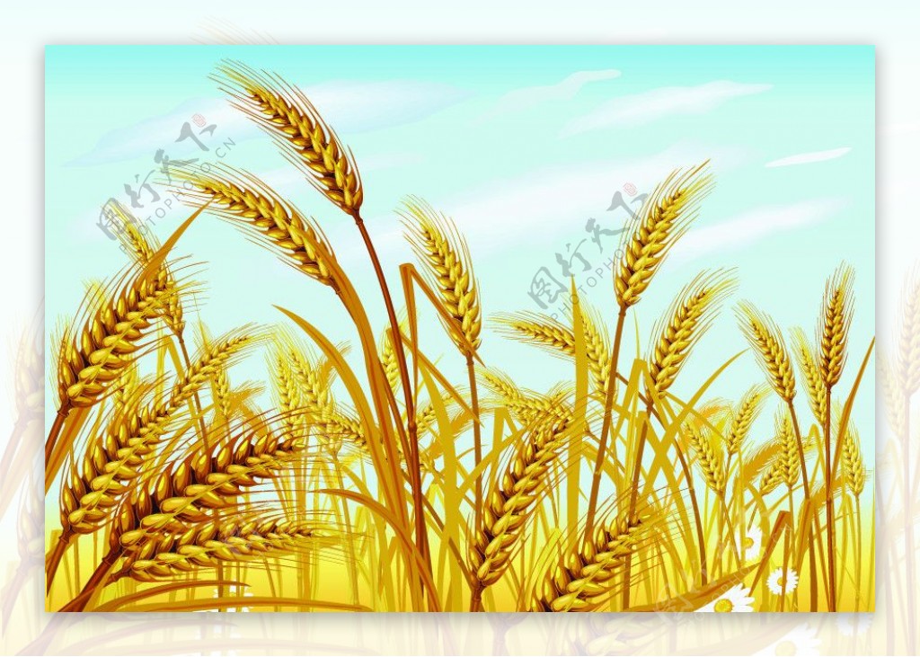 金黄色小麦麦穗矢量素材图片