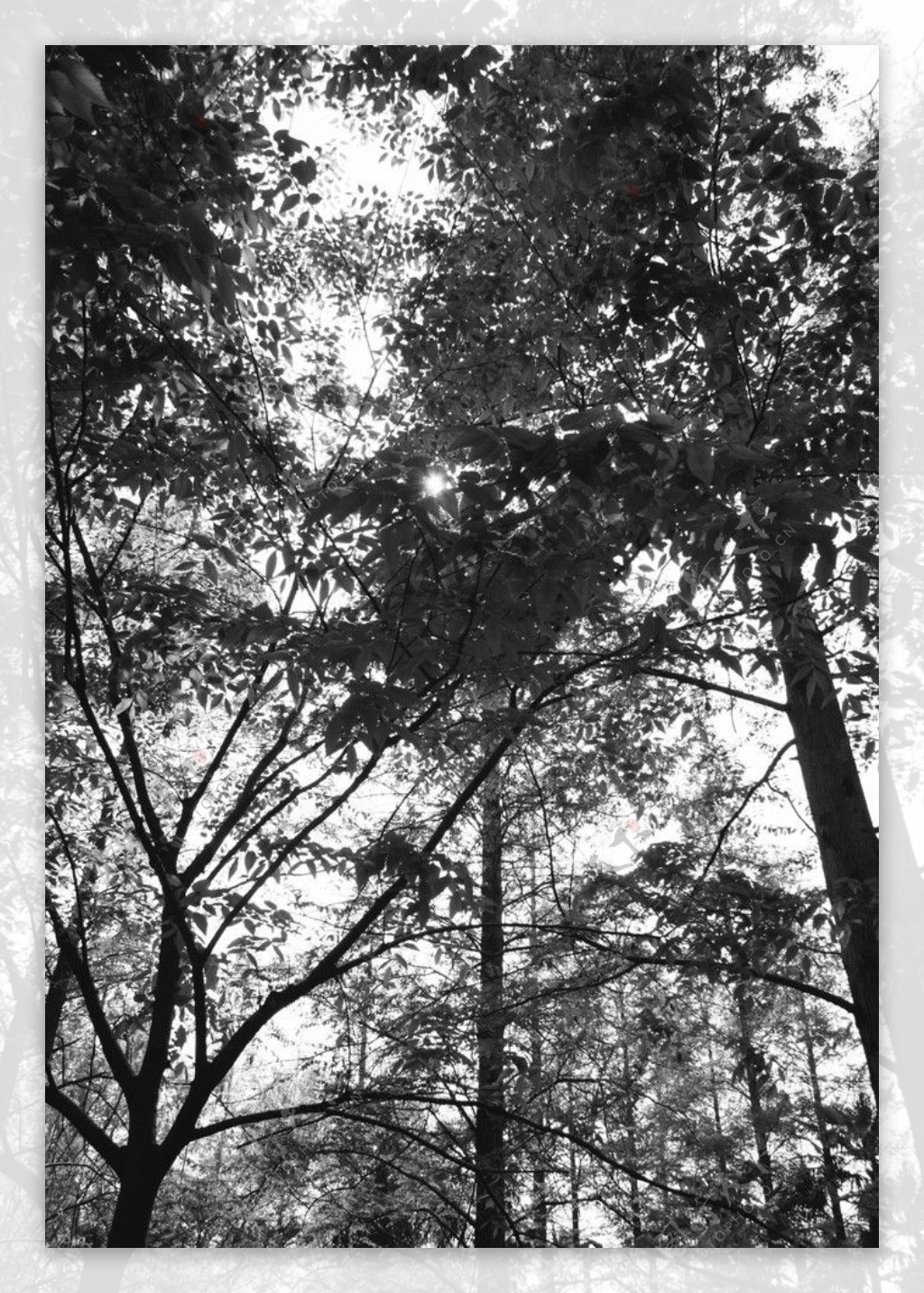 西沙湿地树影图片