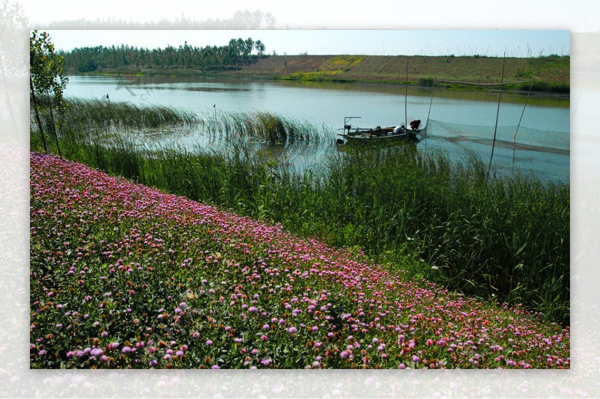 湖畔野花图片