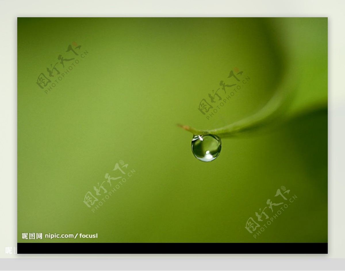 清晨水滴绿叶水滴图片