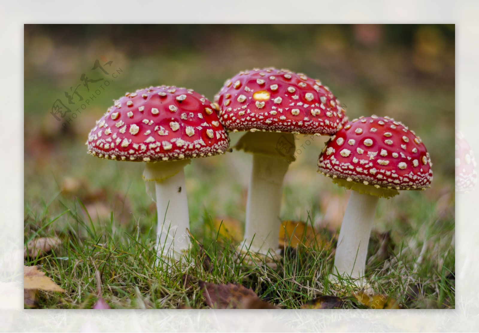 红色毒蘑菇图片