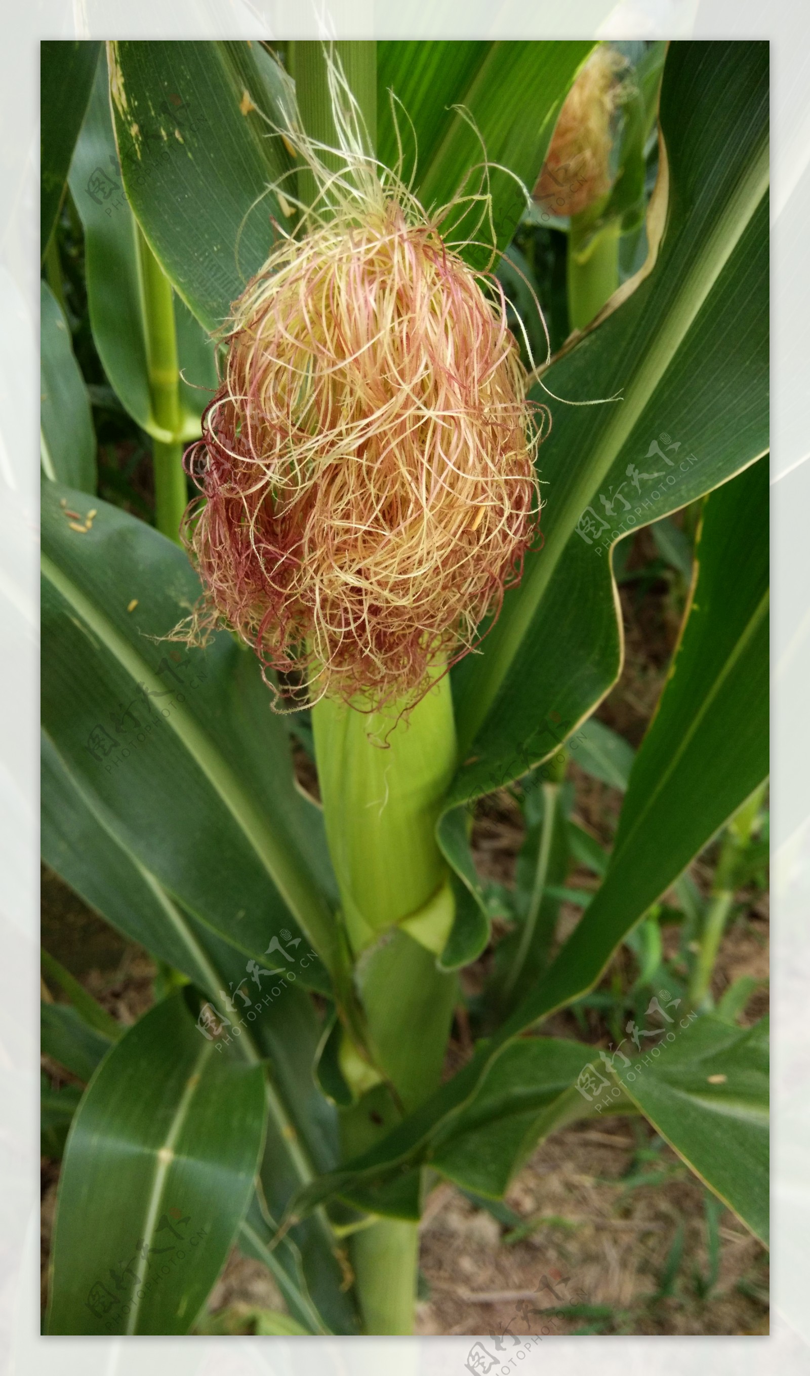 田地的玉米棒子图片